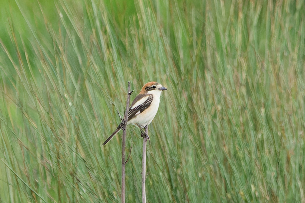 Woodchat Shrike